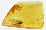 Detailed Fossil Click Beetle (Elateridae) in Baltic Amber #307565-1